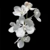 Vanda coerulea var. alba orchid plant for sale