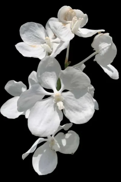 Vanda coerulea var. alba