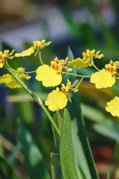 Platycerium Coronarium Thin Thin – Rare Orchid Species For