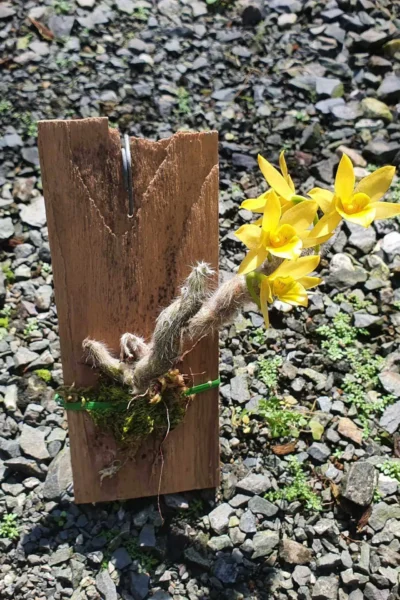 Dendrobium senile orchid care