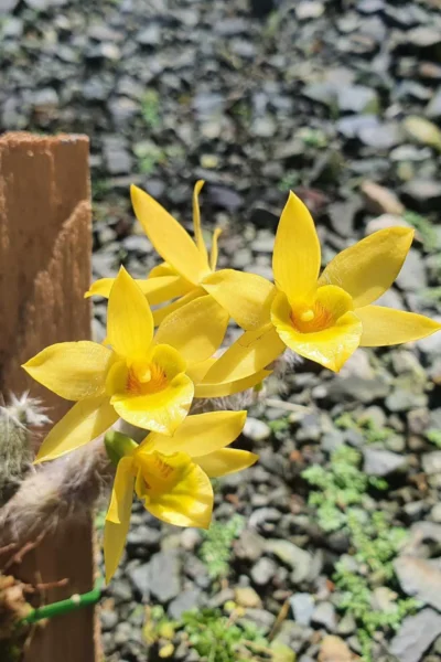 Dendrobium senile orchid care