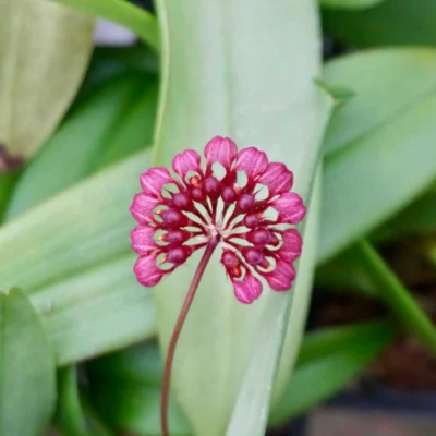 Bulbophyllum corolliferum