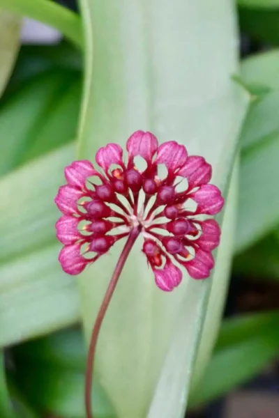 Bulbophyllum corolliferum