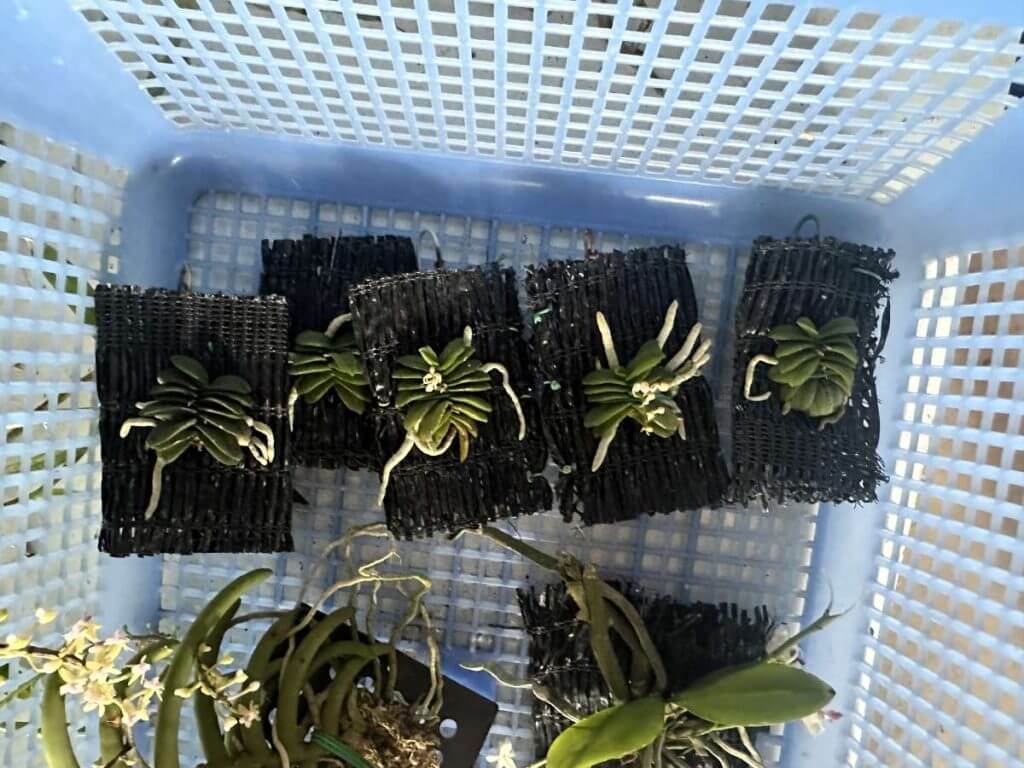 schoenorchis fragrans