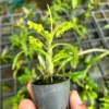 Dendrobium kratense – Buy Online | Sib Orchid Dendrobium kratense siborchid