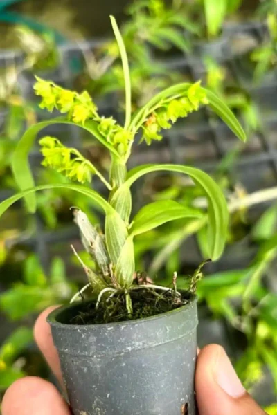 Platycerium Willinckii Jenny – Rare Orchid Species For