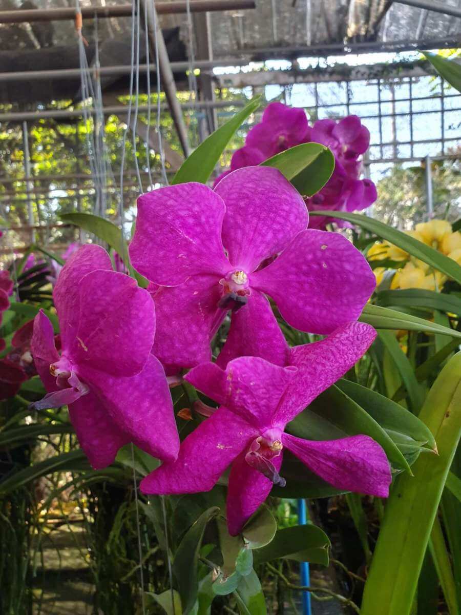 Treat Your Vanda Hybrids with These Winter Care Tips orchid plant for sale