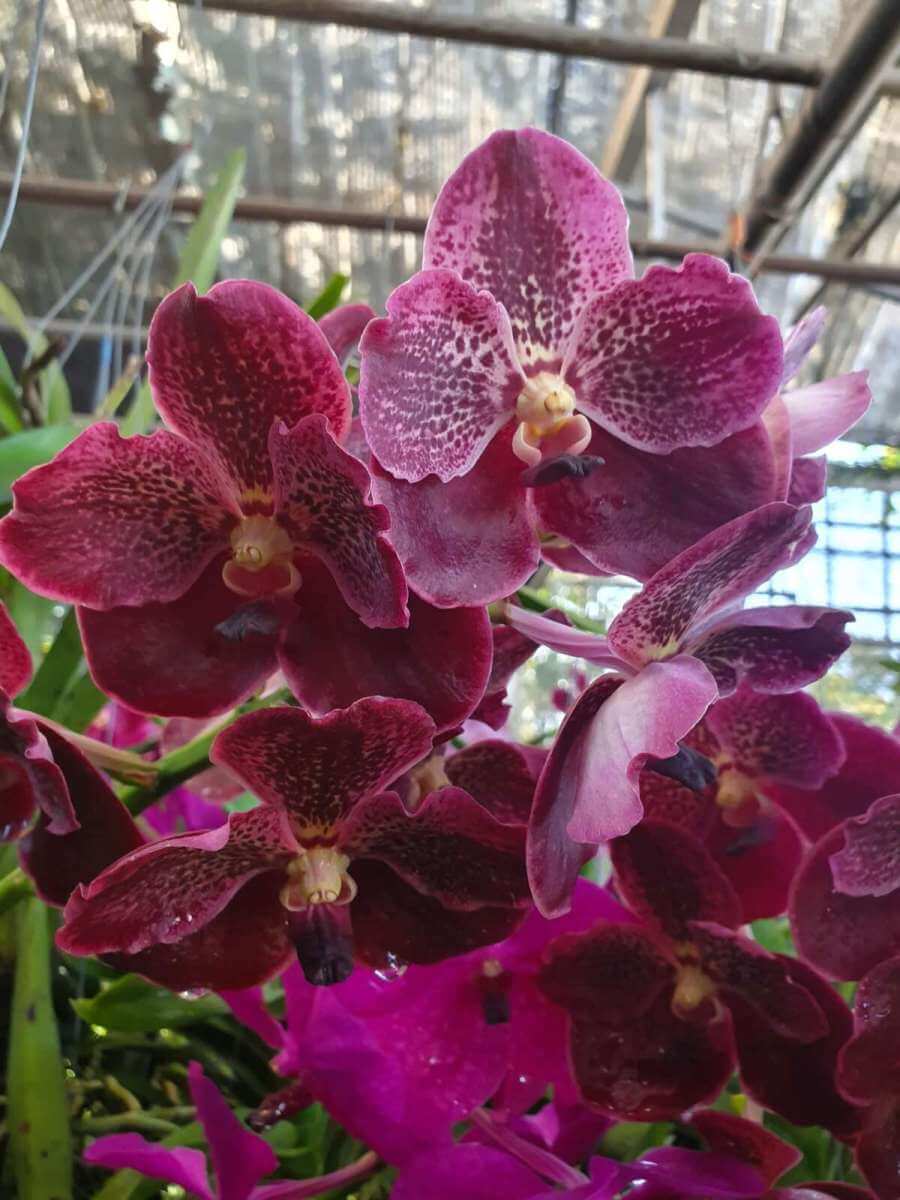 Treat Your Vanda Hybrids with These Winter Care Tips orchid plant for sale
