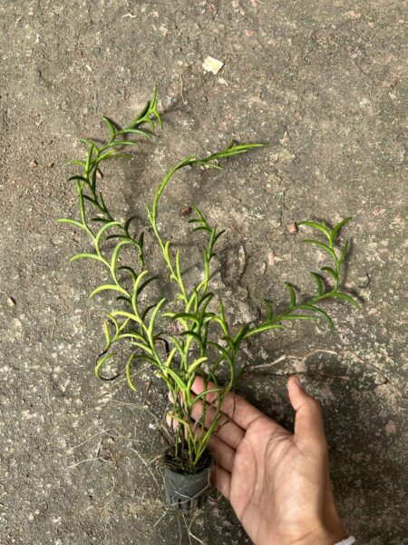 Dendrobium setifolium orchid plant for sale