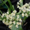 Oncidium Twinkle – Buy Online | Sib Orchid Oncidium Twinkle orchid plant for sale
