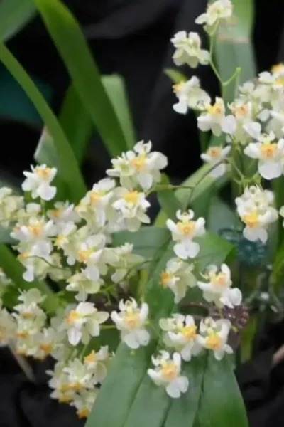 Oncidium Twinkle