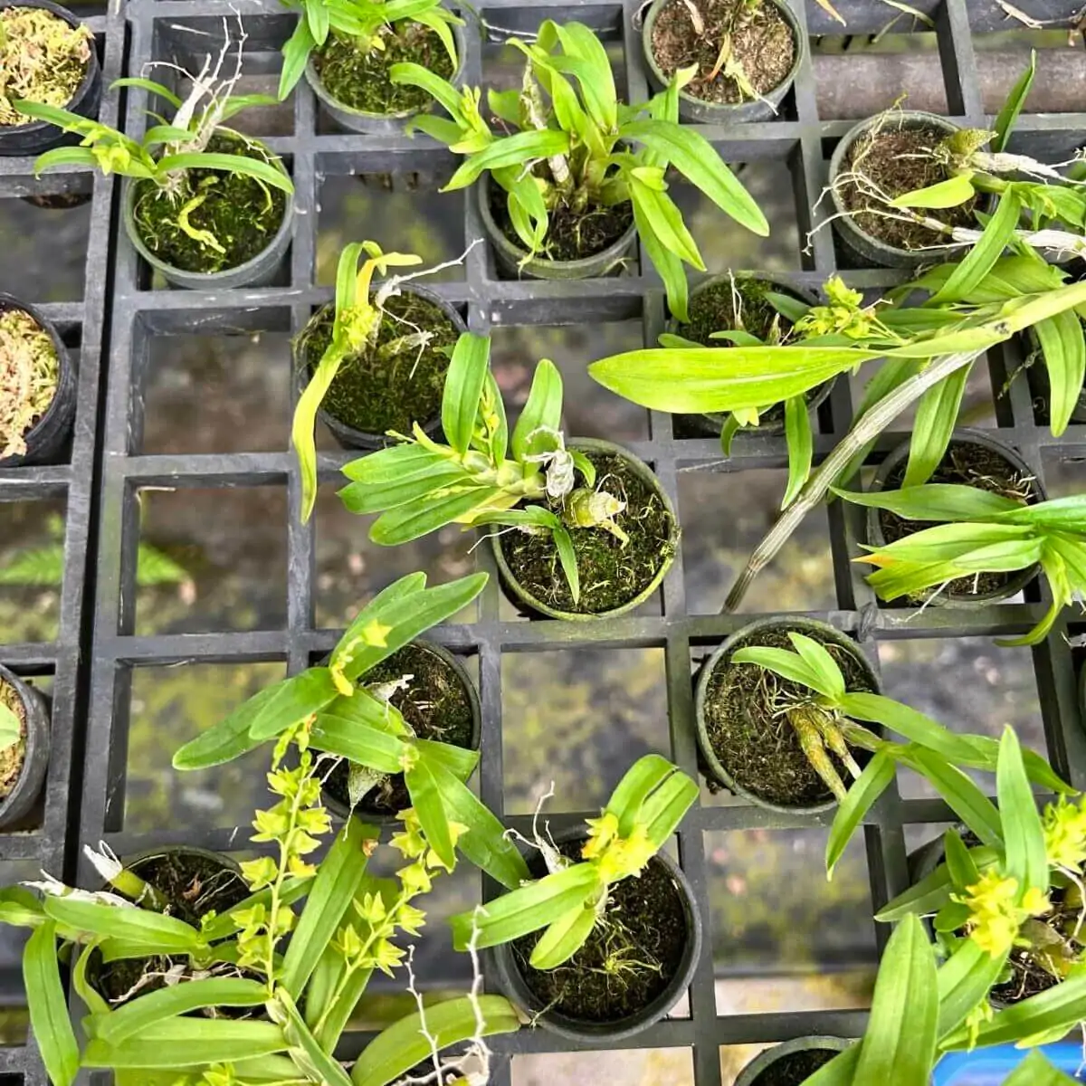 Dendrobium kratense – Buy Online | Sib Orchid Dendrobium kratense - Image 2