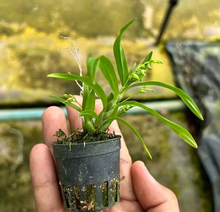 Dendrobium kratense – Buy Online | Sib Orchid Dendrobium kratense - Image 3