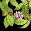 Hoya callistophylla short leaf (SIB15) orchid plant for sale