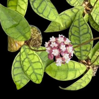 Hoya callistophylla short leaf (SIB15)