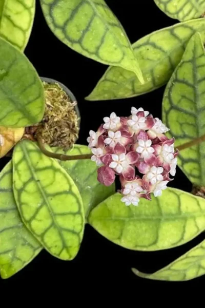 Hoya callistophylla short leaf (SIB15)