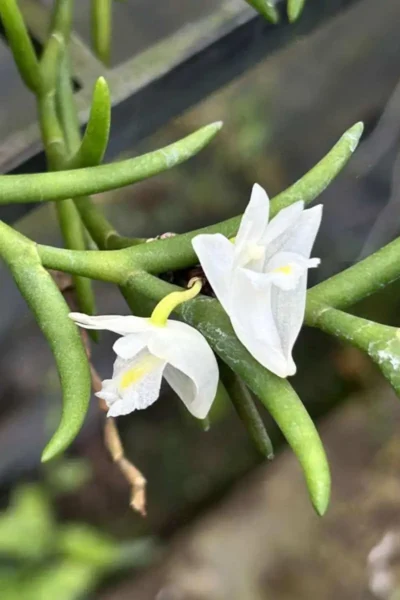 Dendrobium setifolium