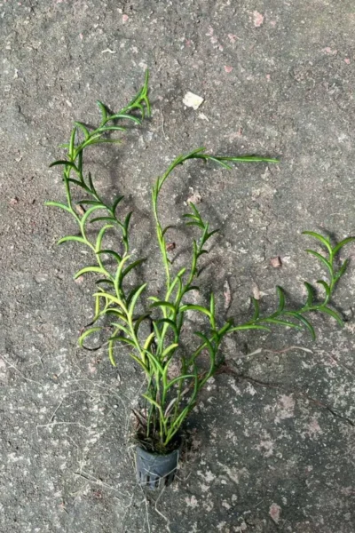 Dendrobium setifolium