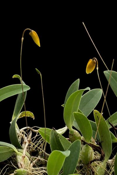 Bulbophyllum pardalotum  siborchid