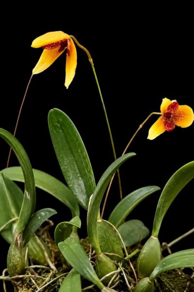 Bulbophyllum pardalotum  siborchid