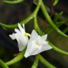 Dendrobium setifolium – Buy Online | Sib Orchid Dendrobium setifolium