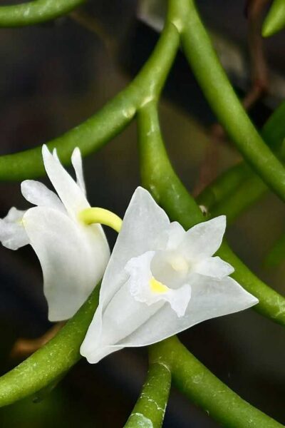 Rare Orchid Species Dendrobium Setifolium | SibOrchid.com