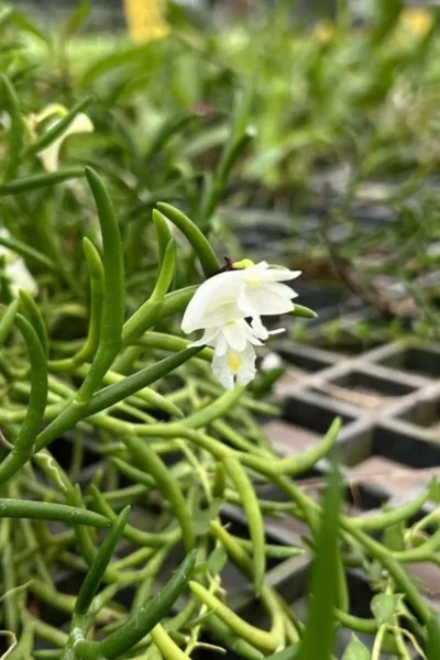 Dendrobium setifolium