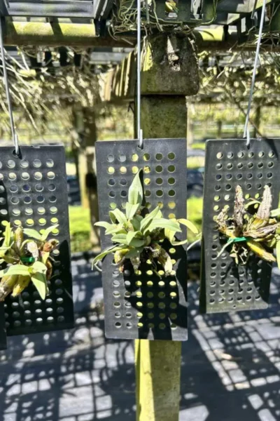 Dendrobium bellatulum identification