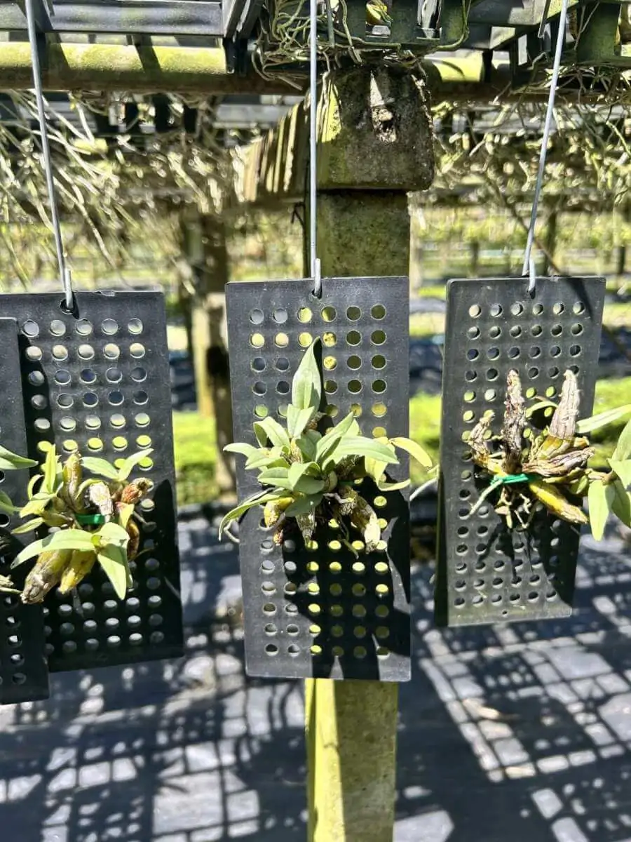 Dendrobium bellatulum Large – Buy Online | Sib Orchid Dendrobium bellatulum identification