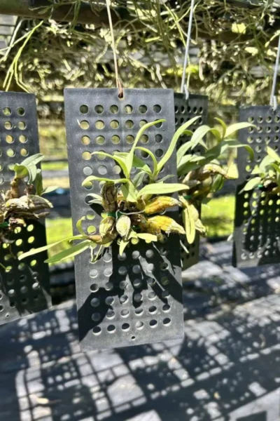 Dendrobium bellatulum for sale