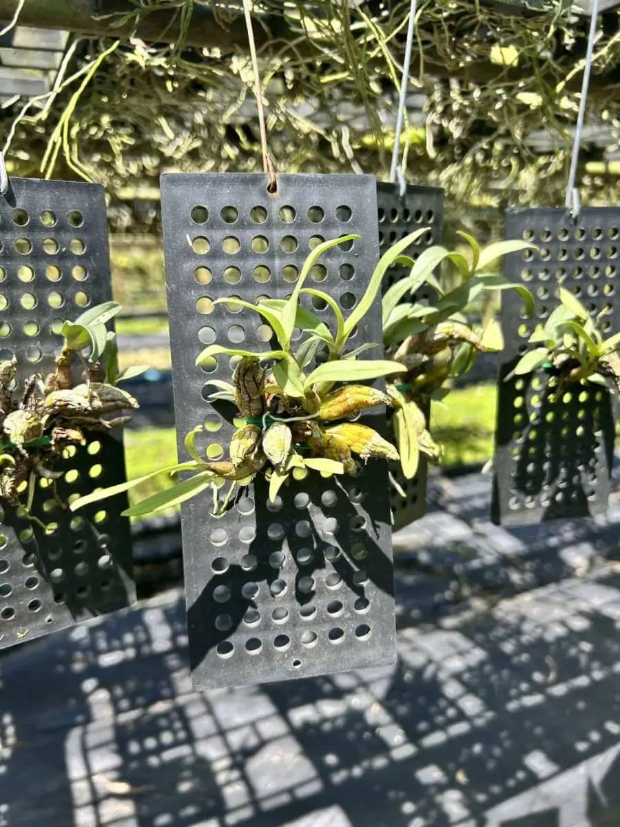 Dendrobium bellatulum Large – Buy Online | Sib Orchid Dendrobium bellatulum for sale