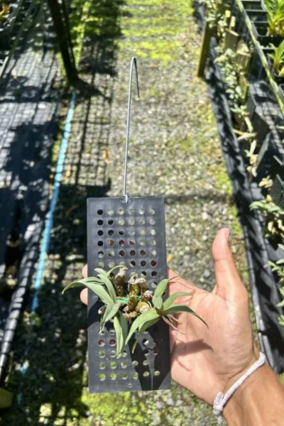 Rare Dendrobium bellatulum