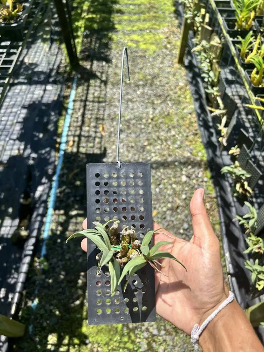 Dendrobium bellatulum Large – Buy Online | Sib Orchid Rare Dendrobium bellatulum