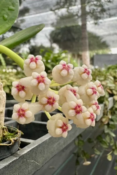 Hoya verticillata