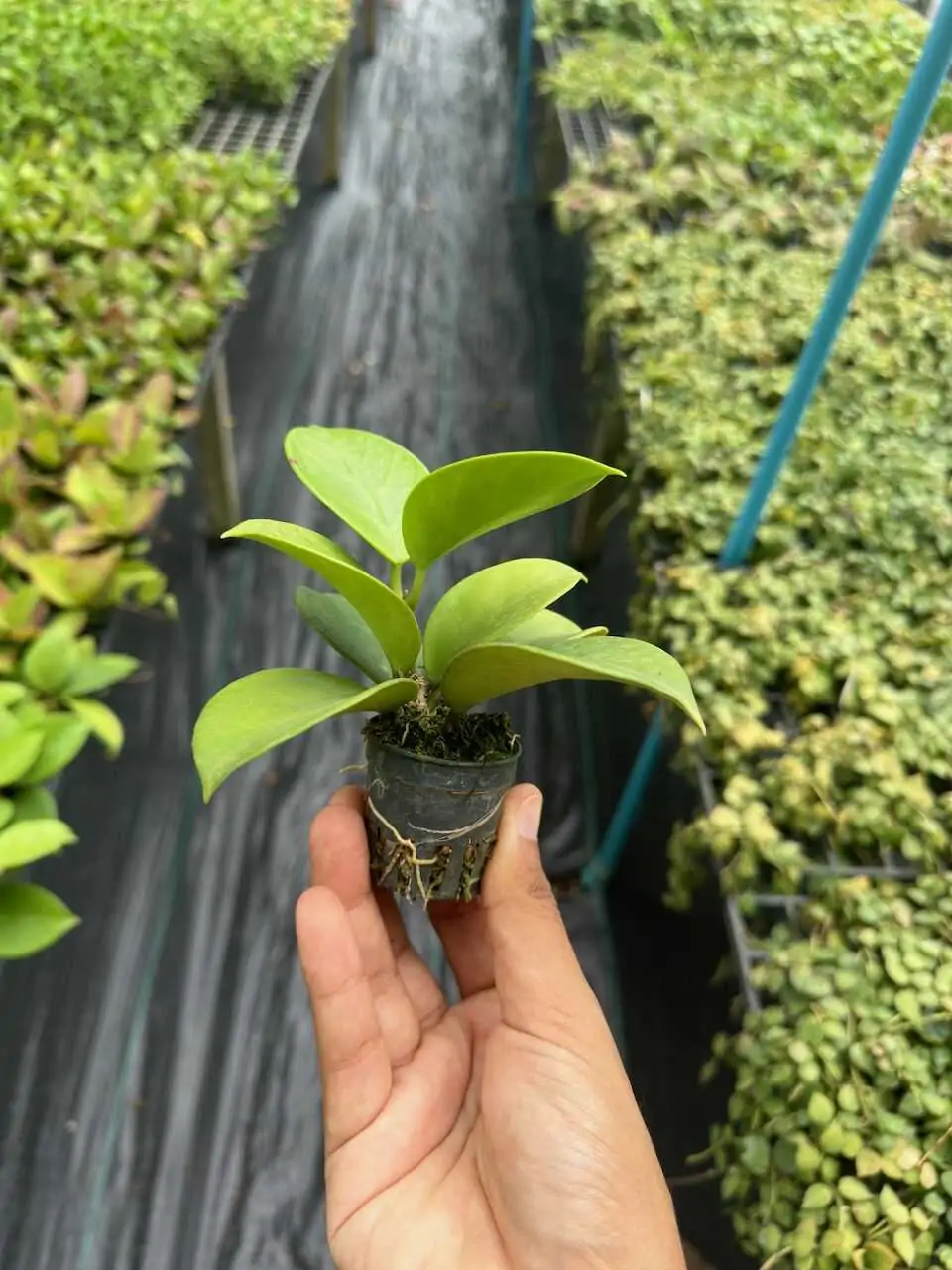 Hoya verticillata (SIB36) – Buy Online | Sib Orchid Hoya verticillata