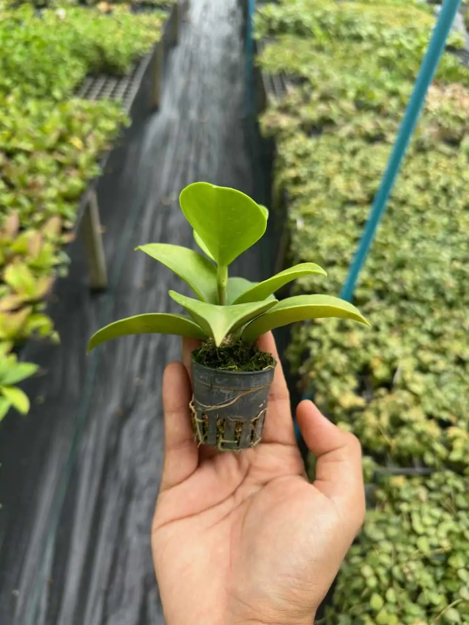 Hoya verticillata (SIB36) – Buy Online | Sib Orchid Hoya verticillata