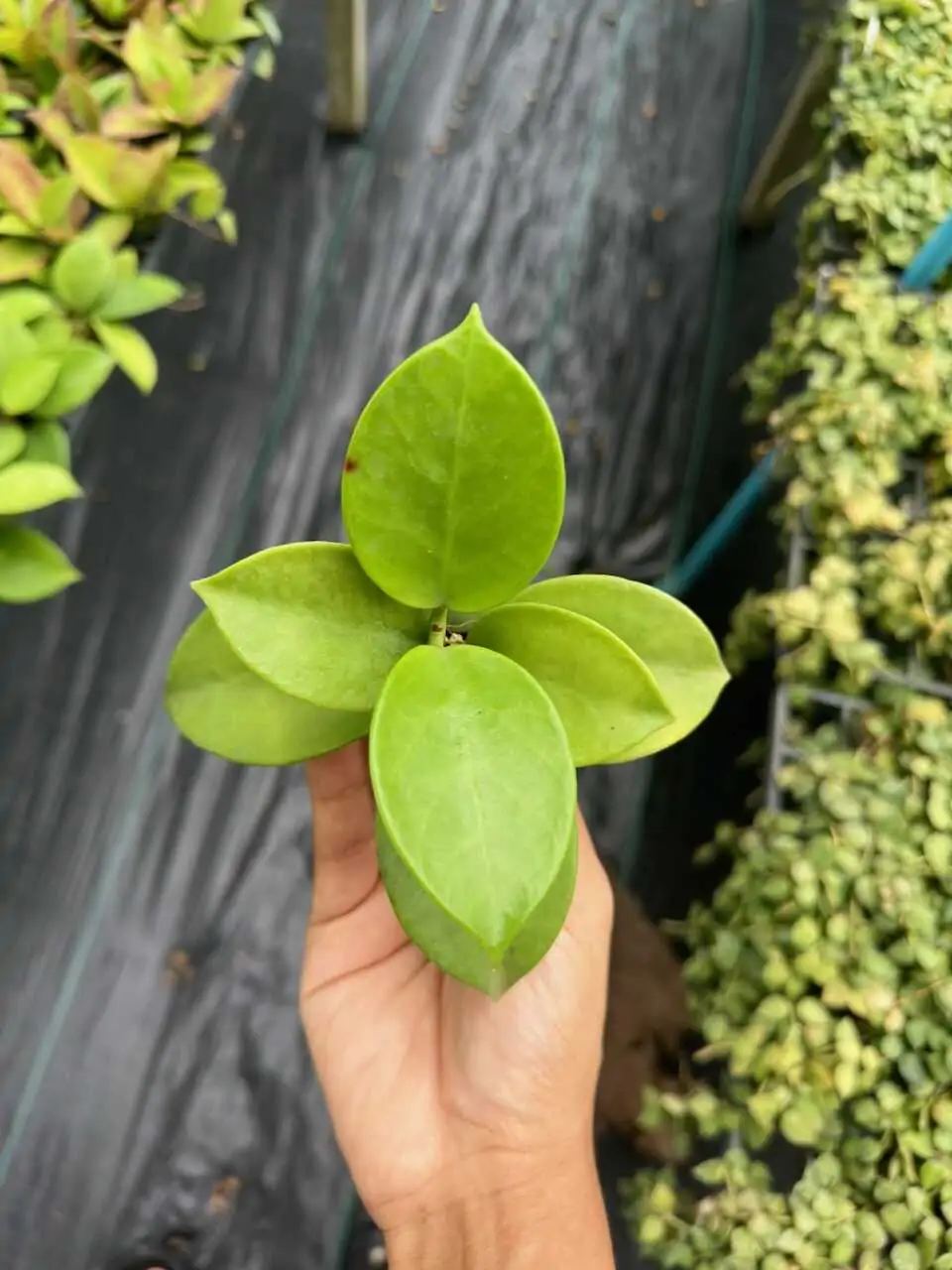 Hoya verticillata (SIB36) – Buy Online | Sib Orchid Hoya verticillata
