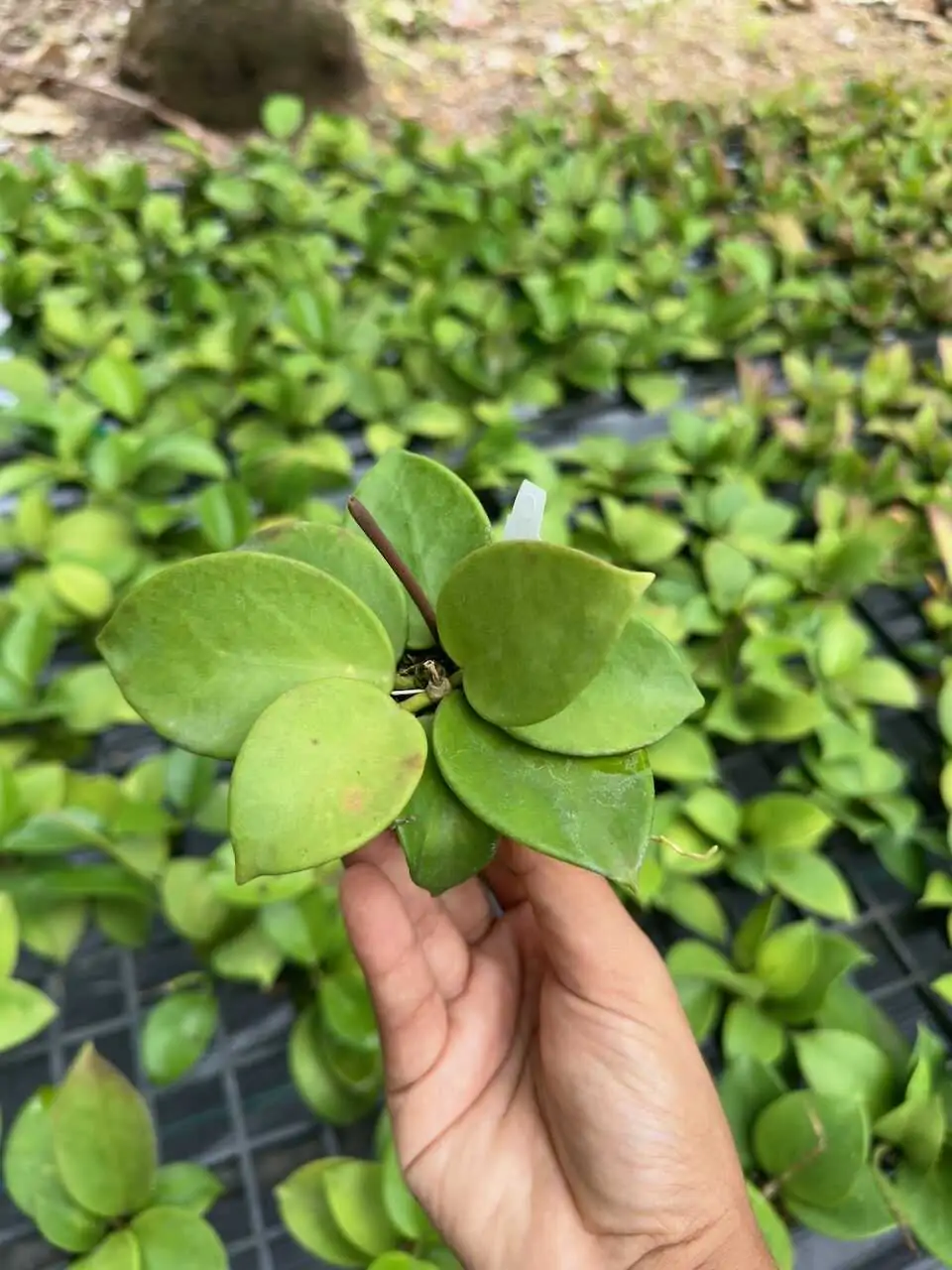 Hoya verticillata (SIB36) – Buy Online | Sib Orchid Hoya verticillata