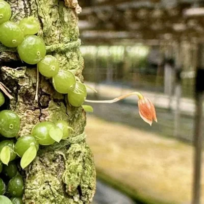 Care Tips Bulbophyllum moniliforme: A Charming Tiny Orchid – Buy Online | Sib Orchid Care Tips Bulbophyllum moniliforme: A Charming Tiny Orchid