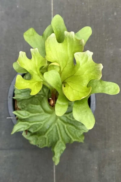 Platycerium Ridleyi dwarf for sale