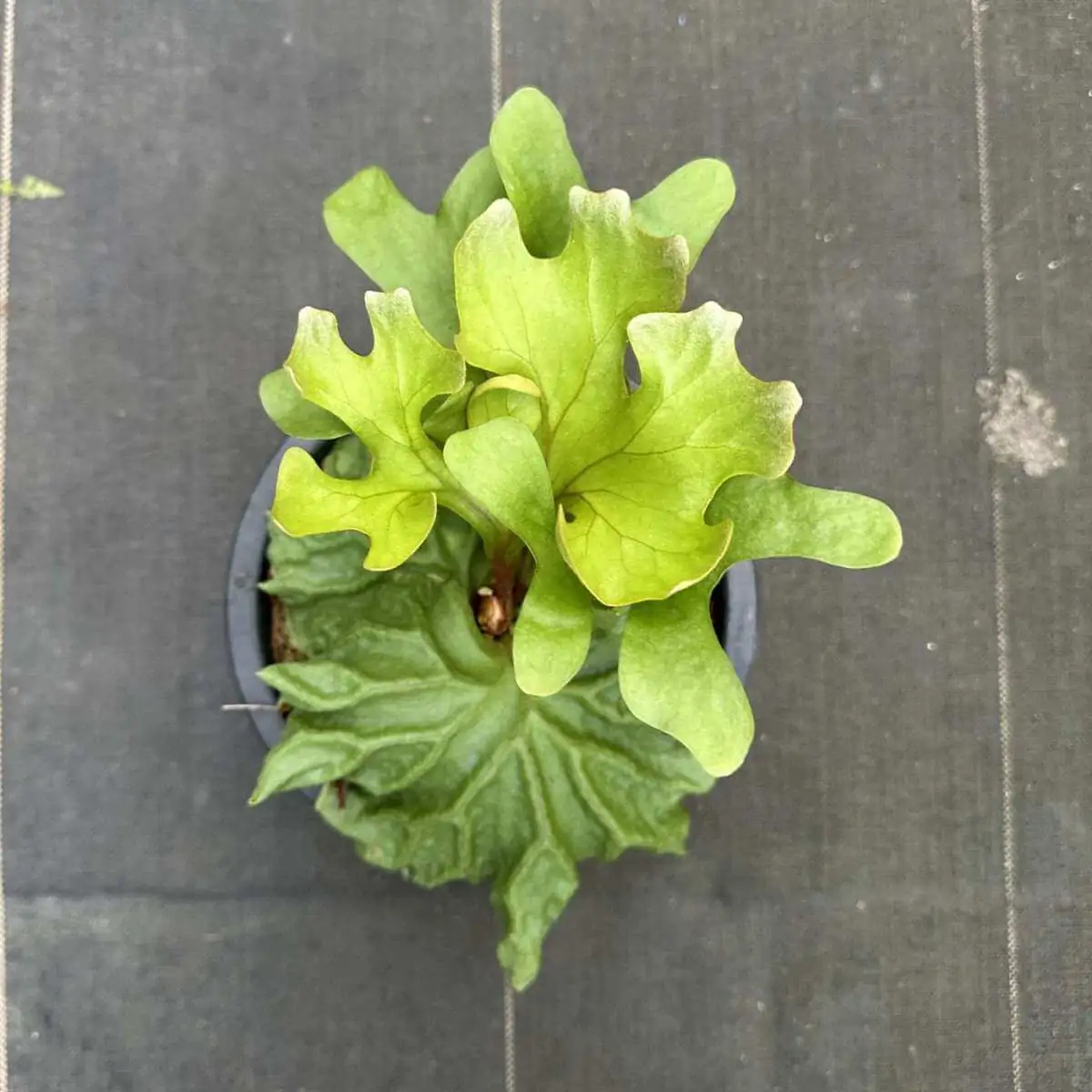 Platycerium Ridleyi Dwarf フリル貯水葉 Platycerium Ridleyi Dwarf フリル貯水葉