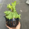 Platycerium Ridleyi dwarf for sale