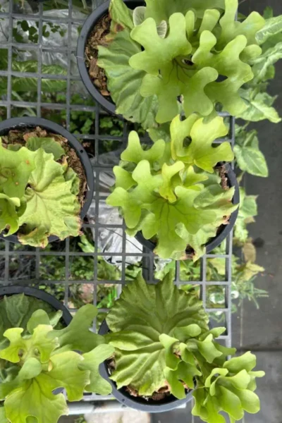 Platycerium Ridleyi dwarf for sale