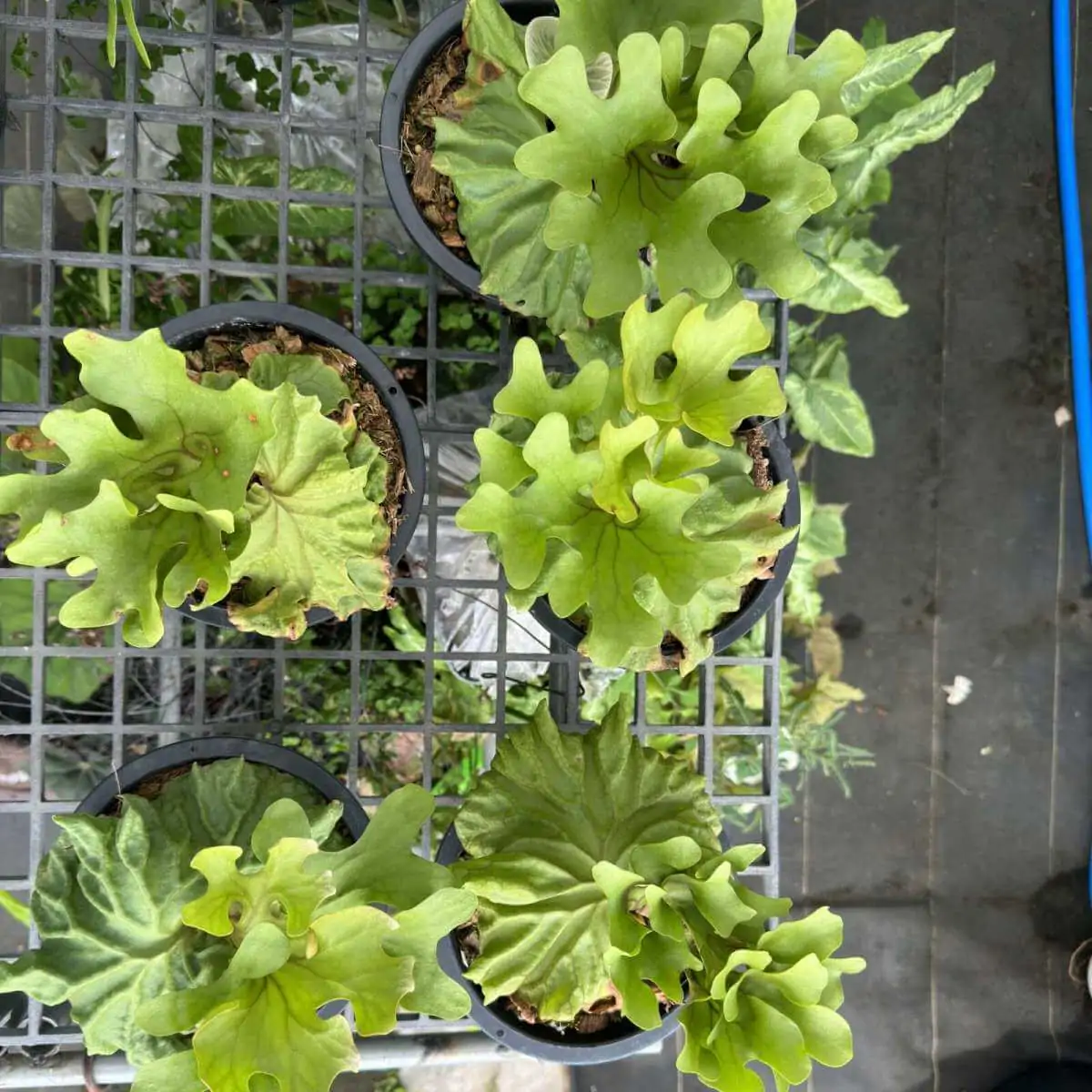 Platycerium Ridleyi Dwarf – Rare Orchid Species For Collectors