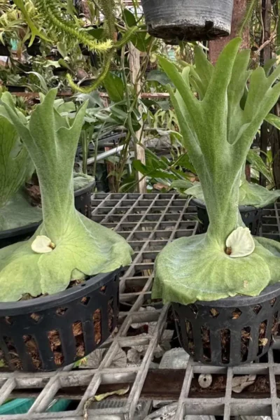 platycerium grande for sale