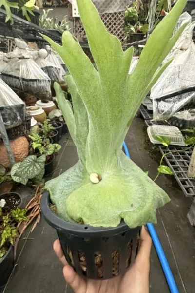 platycerium grande for sale