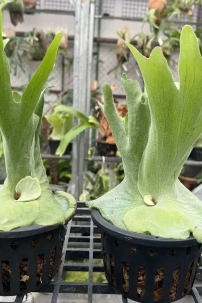 platycerium grande for sale