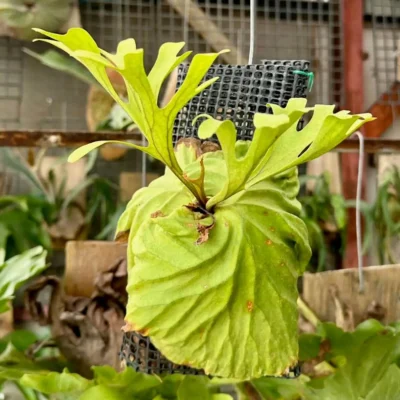 Platycerium Ridleyi – Rare Orchid Species For Collectors