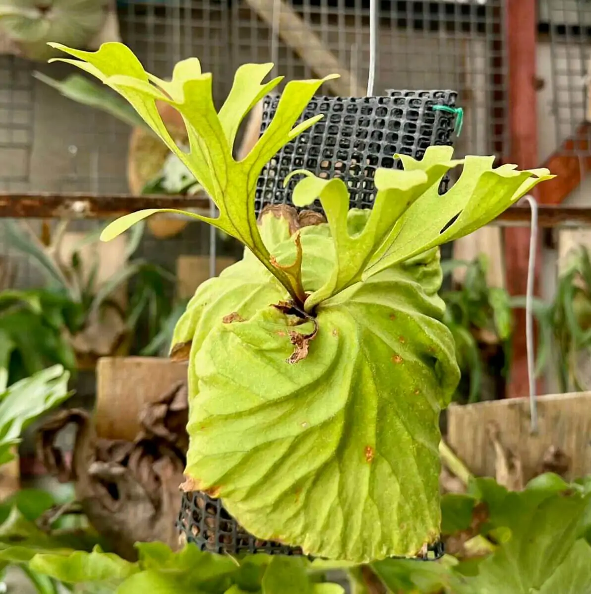 ビカクシダ　ridleyi（wide fronds&rugose shield ビカクシダ ridleyi（wide fronds&rugose shield Platycerium
