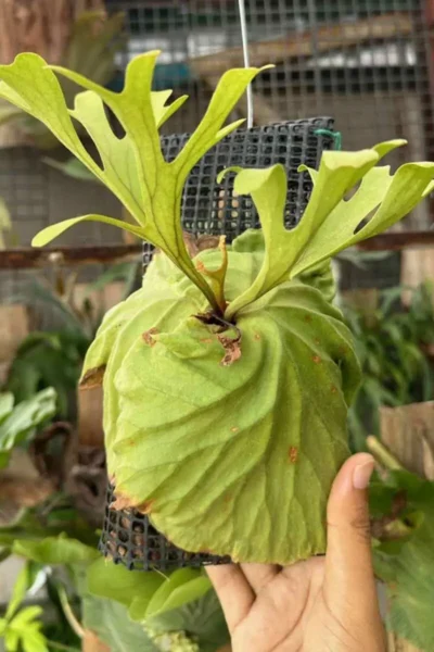 【良株】Platycerium ridleyi（Borneo Wild） Ridley's Staghorn Fern - Platycerium ridleyi</em> — Exotica